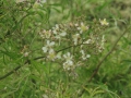 R. multiflora watsoniana